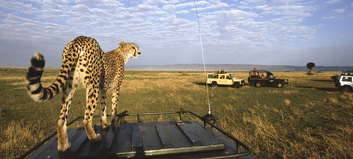 a cheetah on top of a land cruiser during the dry season in masai mara