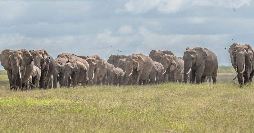 a herd of elephants at Amboseli National Park