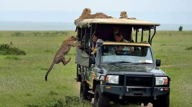 cheetah enjoying a safari ride in Masai Mara