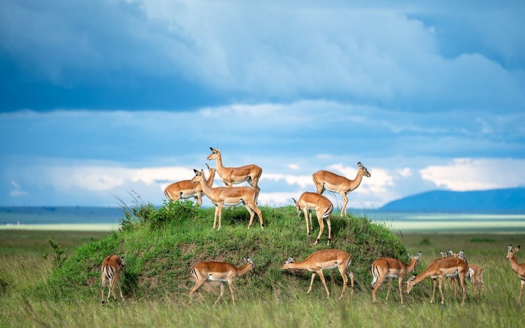 gazelles grazing in masai mara just after the rains the grass is greener