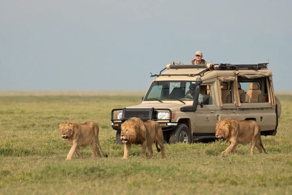 tourist on top of a safari vehicle in kenya watching three lions in Mara plains