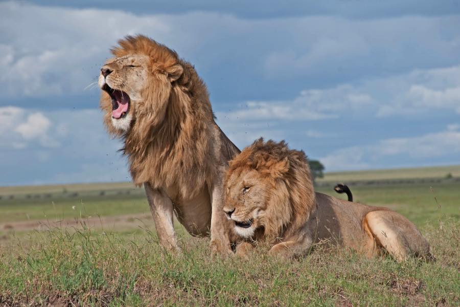two male lions in masai mara savanna