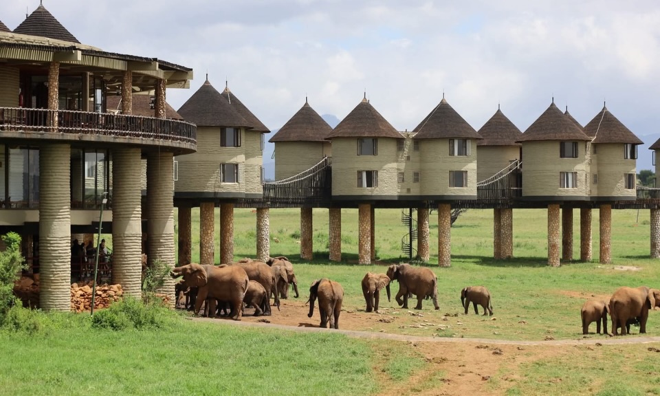 Elephants in Amboseli National Park kenya
