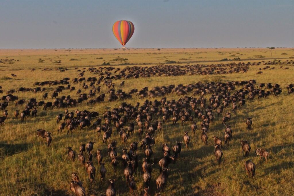 Great Wildebeest Migration in Masai Mara kenya