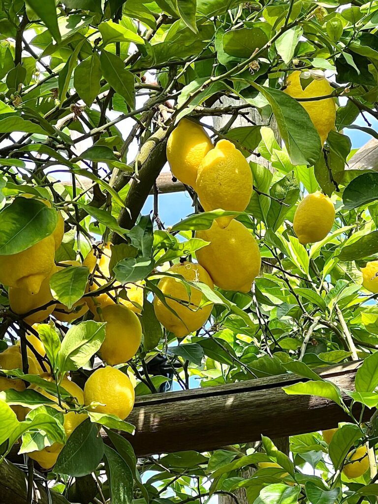 Legendary Lemons and Limoncello