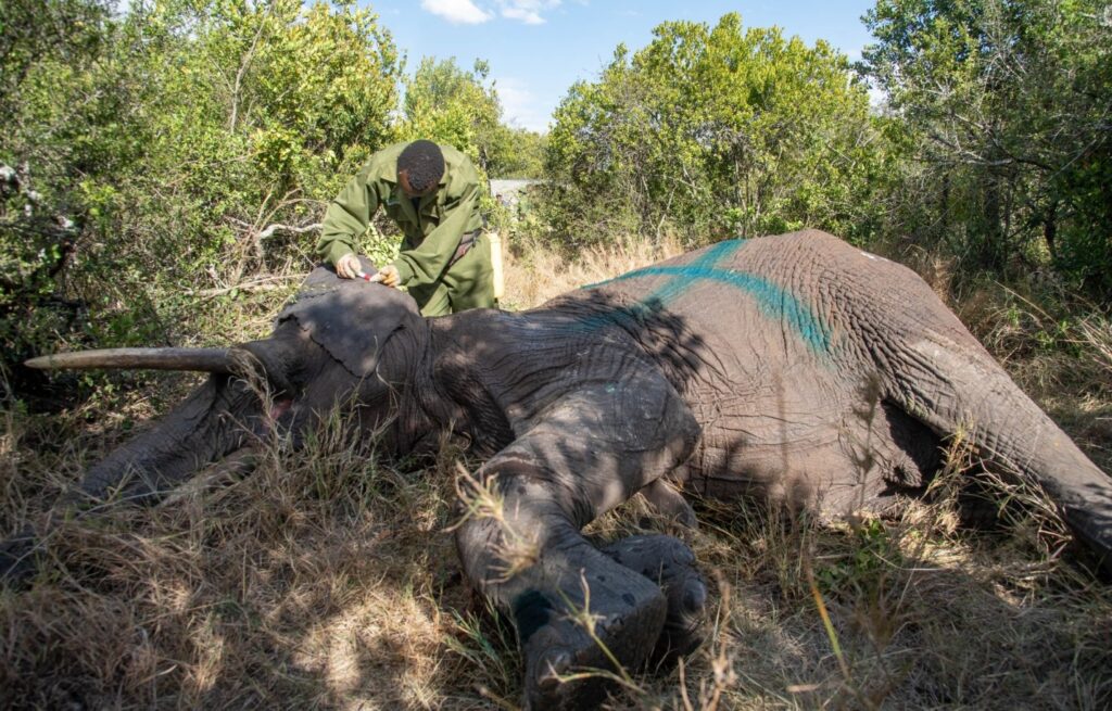 an elephant getting treated at Ol Pejeta Conservancy in kenya