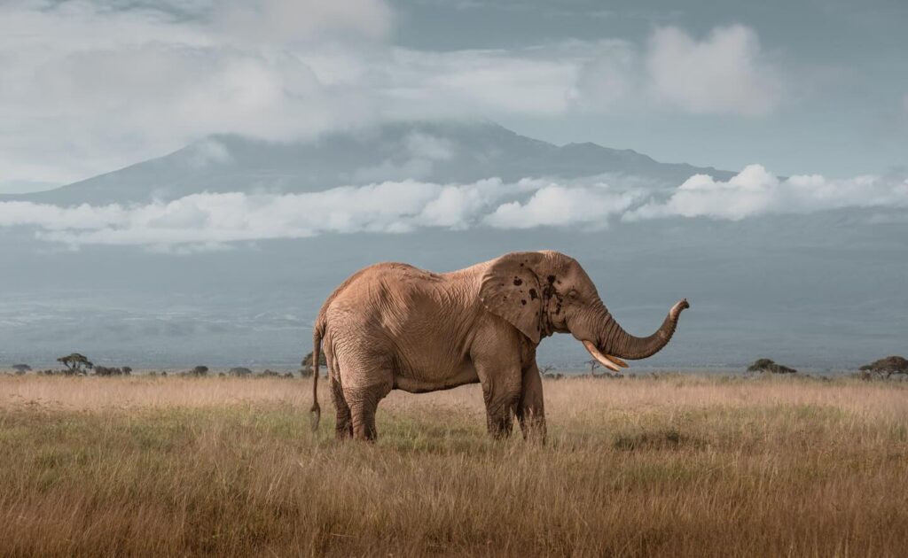 an elephant stanfding in front of mt kilimanjaro in Tanzania