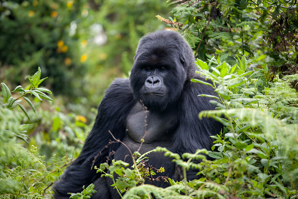 gorilla trekking rwanda safari