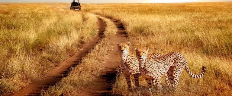 Africa sunset at Serengeti National Park in Tanzania - book wildlife and wildebeest migration safari tours in Kenya and Tanzania