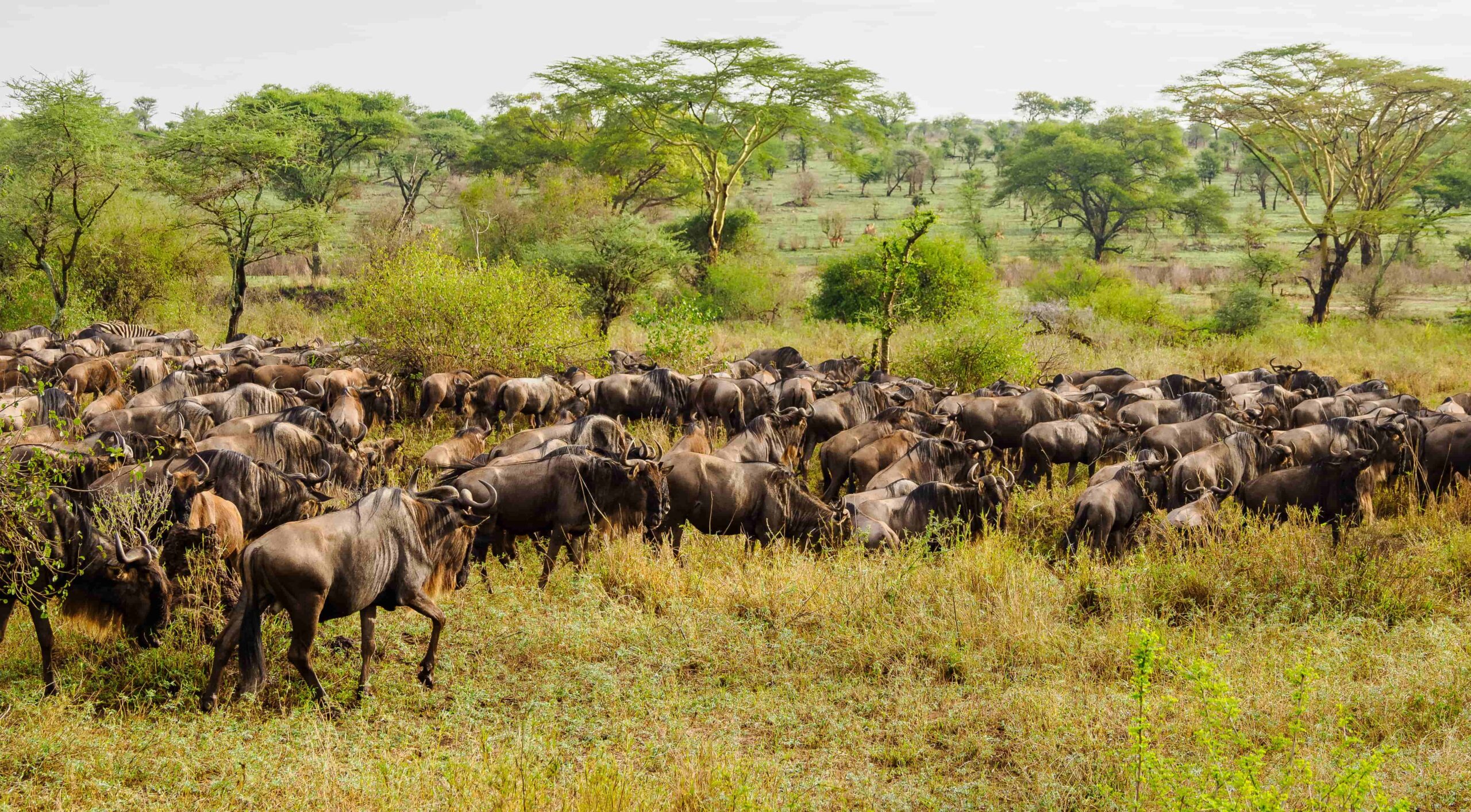 Experience the Great wildebeest migration from Serengeti in Tanzania to Masai Mara in Kenya