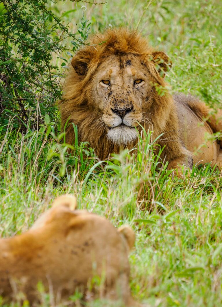 Lion at Serengeti National Park Tanzania - book East Africa big cats and wildlife safari in Kenya and Tanzania with Twinkle Star Tours & Safaris