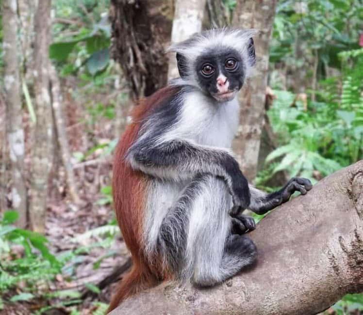 Jozani Chwaka Bay National Park – Home of the Rare Zanzibar Red Colobus Monkey