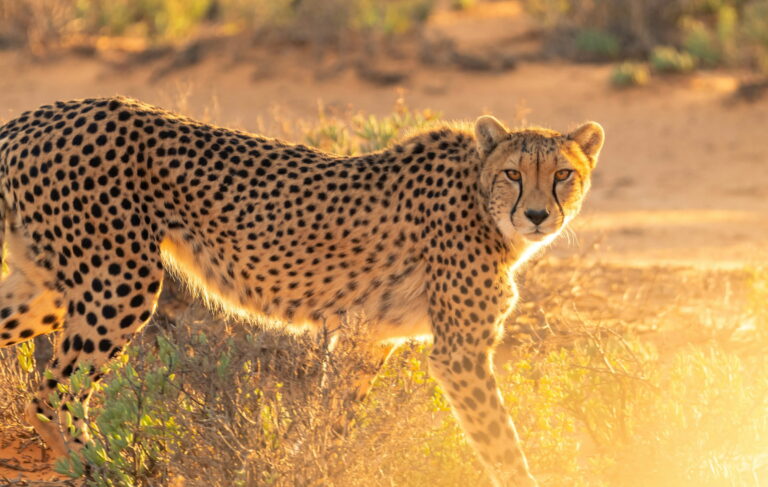 Leopard at Masai Mara National Reserve in Kenya - Book your Kenya Big Five, wildebeest migration and big cat Kenya safari tour packages
