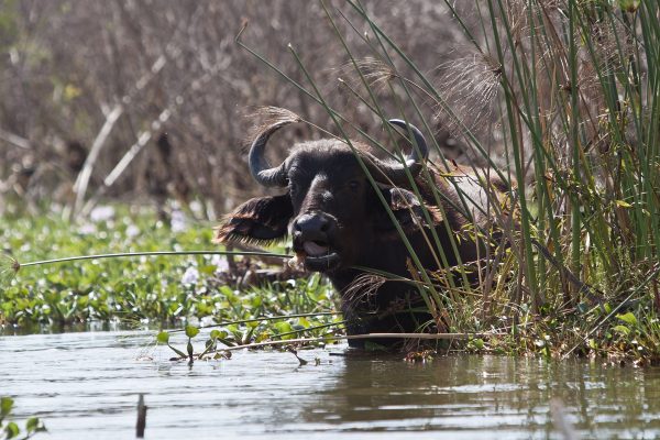 Buffalo walking through water