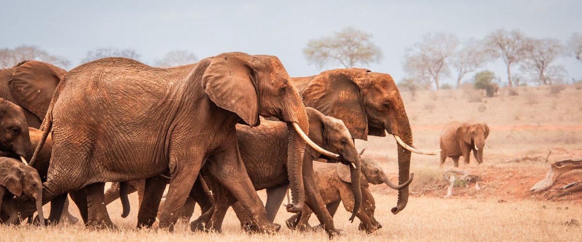David SHeldrick Elephant Orphanage Nairobi - book Kenya family safari with Twinkle Star Tours