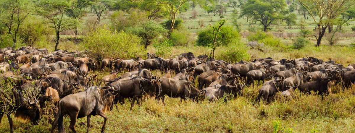 Experience the Great wildebeest migration from Serengeti in Tanzania to Masai Mara in Kenya