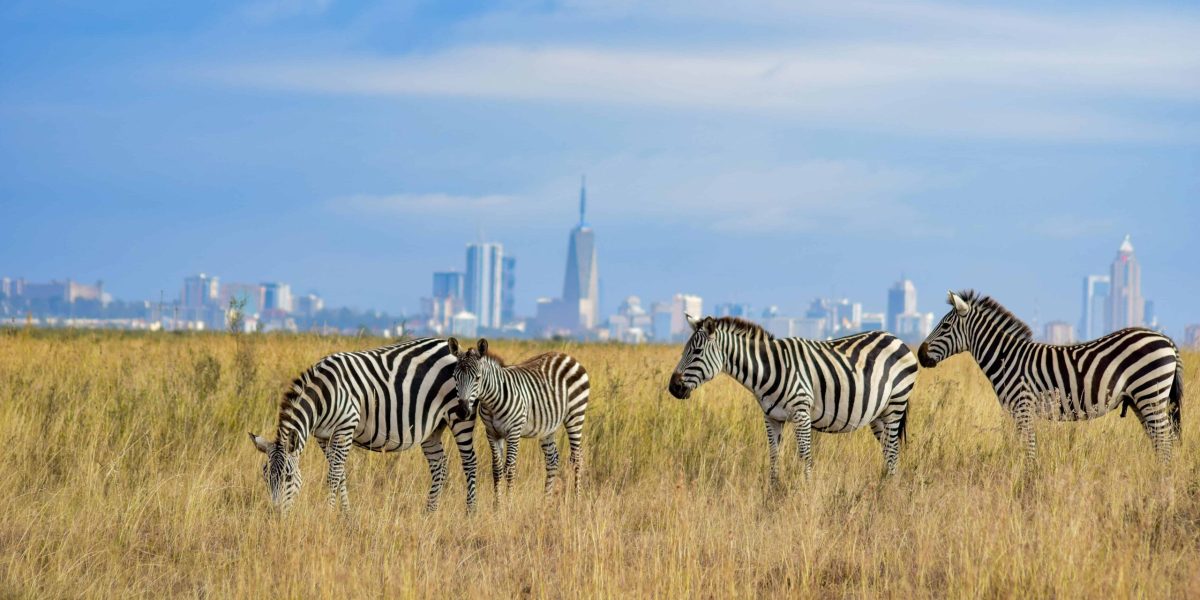 Giraffes at Nairobi National Park - explore the best things to do in Nairobi with Twinklestar Tours (1) (2)