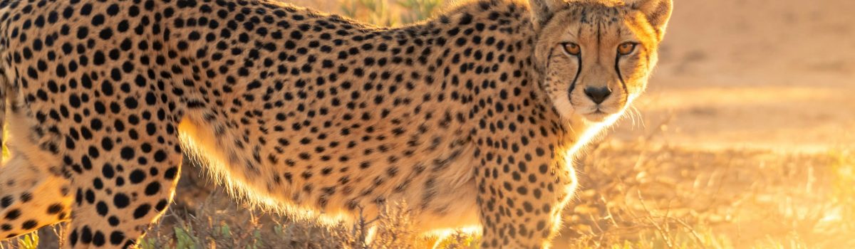 Leopard at Masai Mara National Reserve in Kenya - Book your Kenya Big Five, wildebeest migration and big cat Kenya safari tour packages