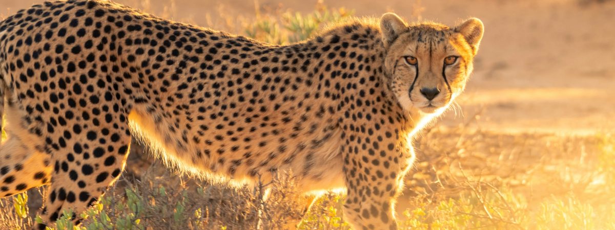 Leopard at Masai Mara National Reserve in Kenya - book Kenya family safari with Twinkle Star Tours