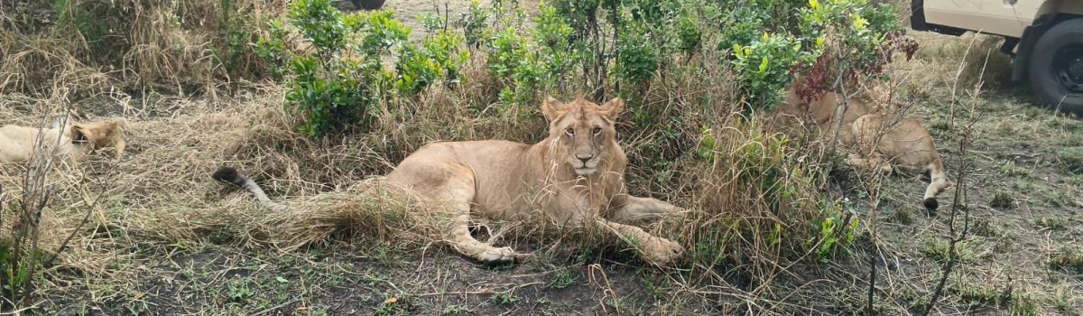 Lion at Masai Mara National reserve in Kenya - book Big Five Africa wildlife safaris in Kenya and Tanzania with Twinkle Star Tours & Safaris