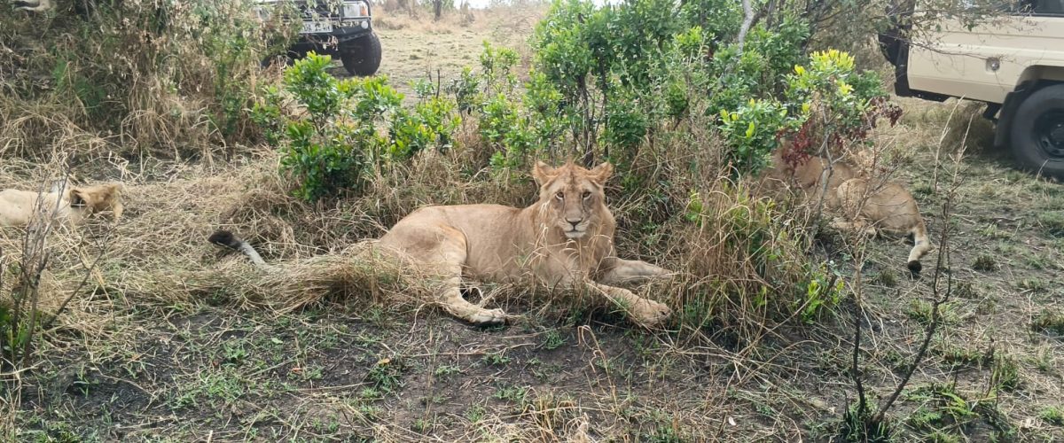 Lion at Masai Mara National reserve in Kenya - book Big Five Africa wildlife safaris in Kenya and Tanzania with Twinkle Star Tours & Safaris