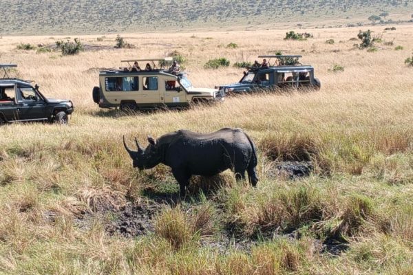 Lion at Masai Mara National reserve in Kenya - book Big Five Africa wildlife safaris in Kenya and Tanzania with Twinkle Star Tours & Safaris