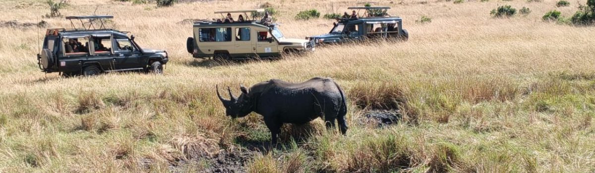 Lion at Masai Mara National reserve in Kenya - book Big Five Africa wildlife safaris in Kenya and Tanzania with Twinkle Star Tours & Safaris
