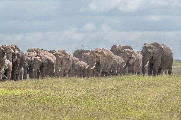 a herd of elephants at Amboseli National Park