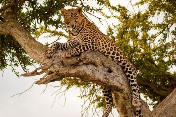 leopard in a tree - twinkle star tours
