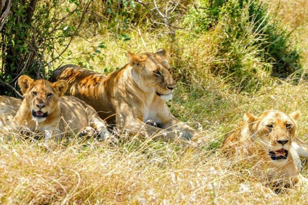 lions relaxing in africa image taken from jeep safari with twinkle star tours